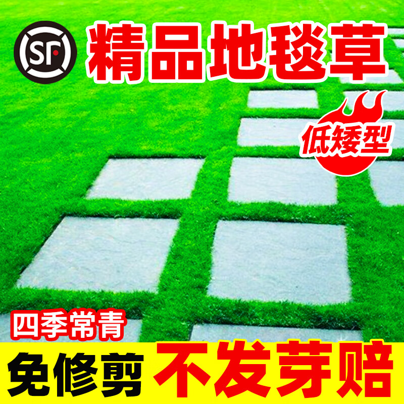 草坪种子护坡草籽草皮种子四季常青庭院免修剪耐寒草坪草绿化工程 地毯草净籽5斤【庭院别墅】