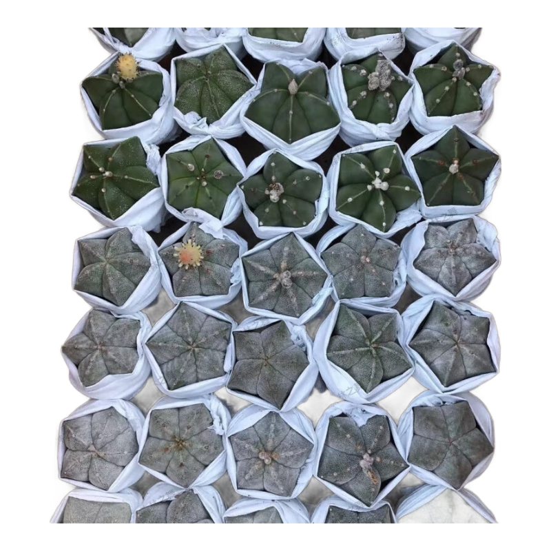 鸞鳳玉大盆五星仙人球開花稀有綠植室內(nèi)盆栽花卉 【大盆】琉璃+白沙7-8公分