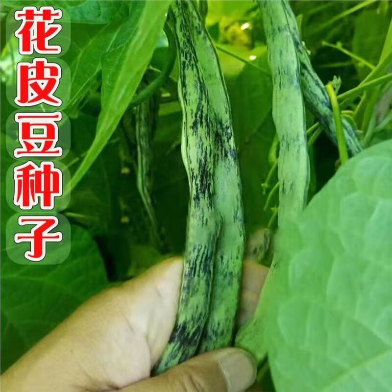 弯钩油豆种子 东北油豆角种子 开锅烂圆油豆挤豆蔬菜种子按斤销售 弯钩油豆种子 【半斤】