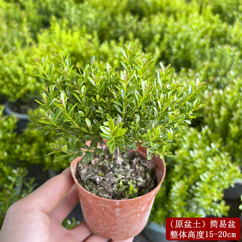 牽鮮小葉赤楠老樁盆景苗植物花卉微景觀水培辦公室內(nèi)好養(yǎng)四季常青盆栽 3年小葉赤楠[原盆土] 含盆