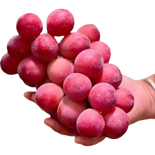 通沭葡萄苗果树苗盆栽树苗庭院阳台种植妮娜皇后0.5-1厘米源头直发