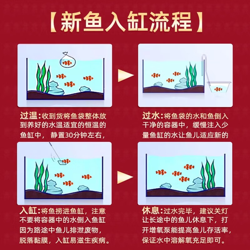 贝冠奇锦鲤活鱼大正三色红白锦鲤秋翠孔雀丹顶黄龙凤蝴蝶鲤冷水鱼观赏鱼 黄金 13-17cm1条