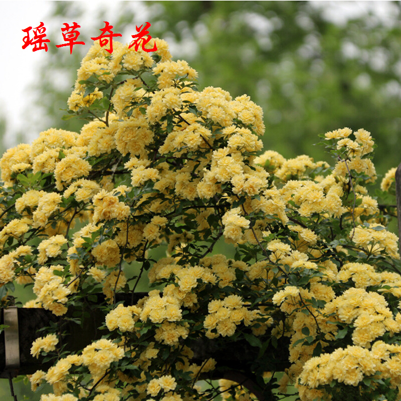 清晨露水园艺苗庭院阳台攀援爬藤植物蔷薇苗盆栽黄木香白 黄花木香 2