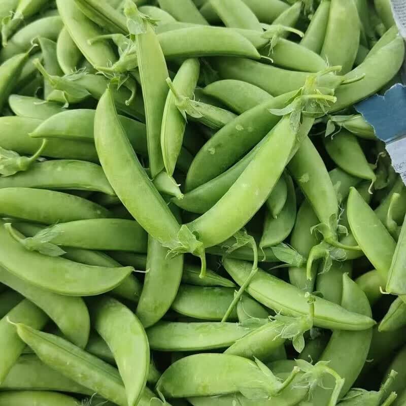 云南新鲜甜豆现摘带壳蔬菜食用农家种植小寒青豆2斤 带箱5