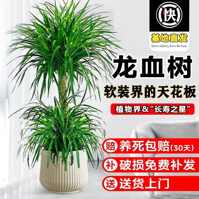 開時果 送貨上門 龍血樹大型盆栽多頭龍須樹辦公室內龍鐵樹客廳植物盆景 1.2-1.4米【單頭雙層】原生盆