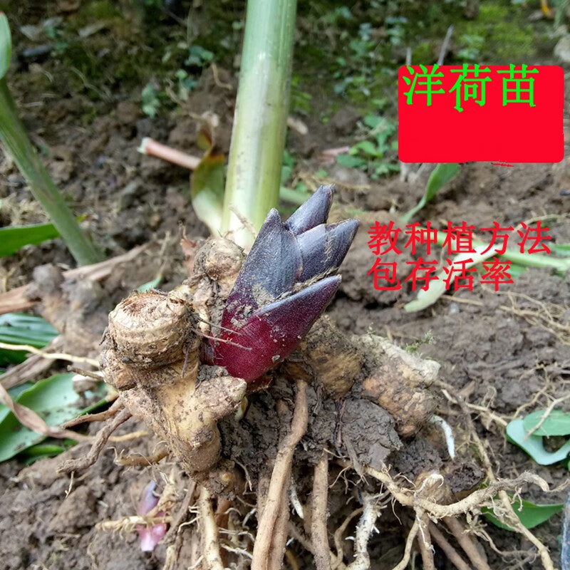 醉春木恩施洋荷苗阳霍姜苗洋合姜种苗洋荷根种苗洋合根3斤一份 3斤