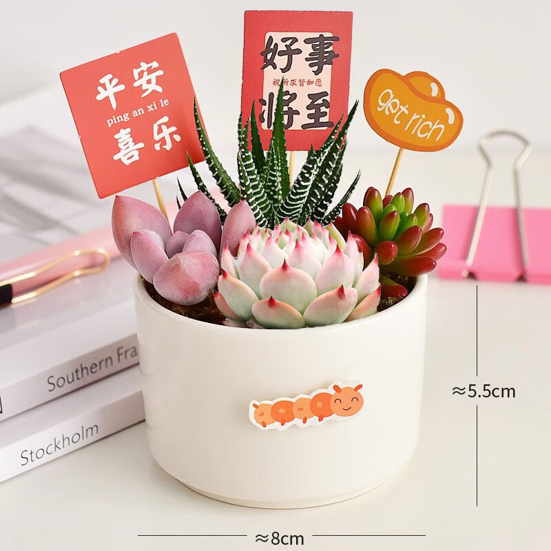 绿荫巷子多肉植物带盆组合盆栽新手好养活仙人掌办公室内桌礼品小绿植 圆瓷盆【吉娃娃+3随机肉】+5福卡