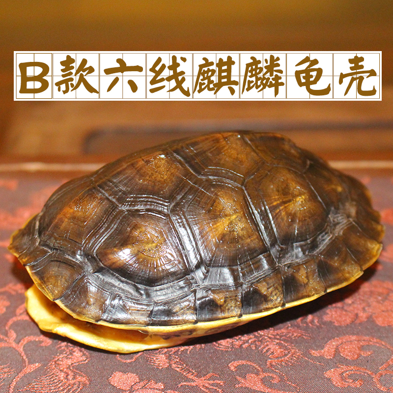 陌德天然真乌龟壳六线工具金钱龟壳摆件文玩外壳手把件把玩龟甲 b款六