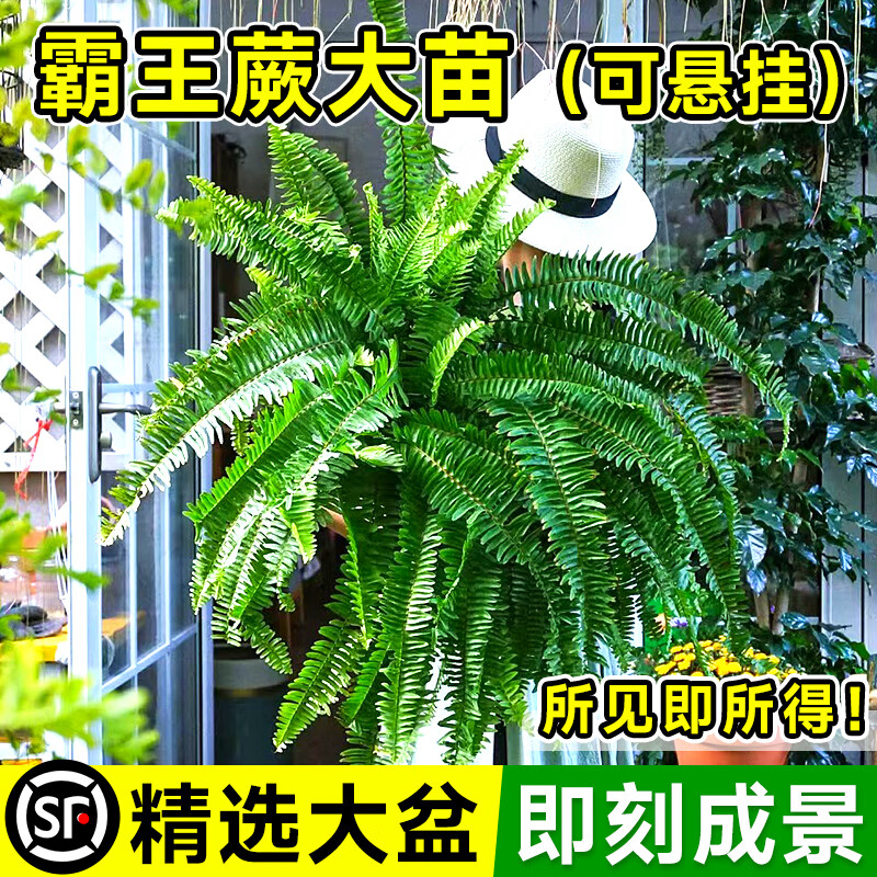 ڲŰާˮާֱֲֲڹ쾰Ҷʿާ 180#ާڷ50-6043.5Ԫ