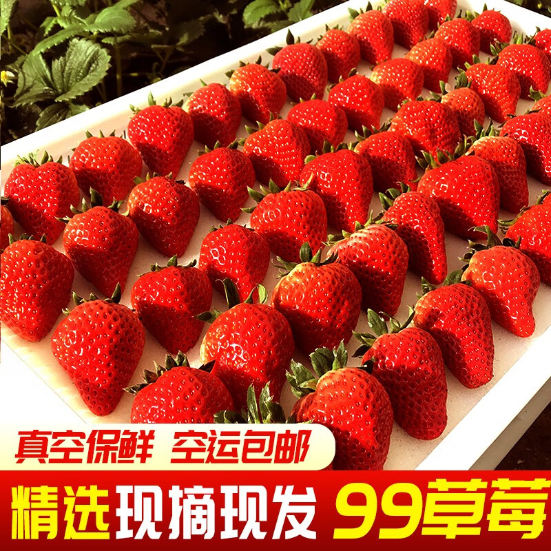 鲜姿丹东99红颜奶油草莓新鲜水果现摘九九牛大草莓礼盒装应季水果 优选3斤（单果20-30g）