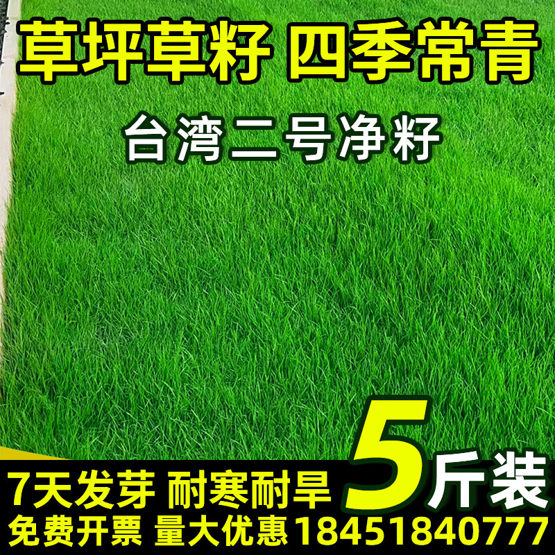 草坪种子护坡草籽草皮种子四季常青庭院免修剪耐寒草坪草绿化工程 台湾二号净籽5斤【矮生绿化】