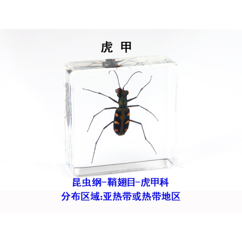 蝴蝶树脂教具教学植物标本甲虫动物标本昆虫圣诞节精品礼品 金色 虎甲