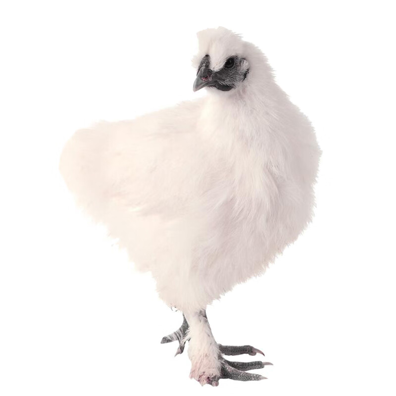 淼然阁正宗泰和乌鸡苗活体半大乌骨鸡白凤乌鸡家养小鸡半斤 半斤(一只