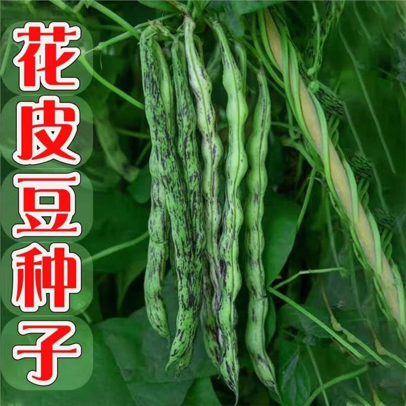 弯钩油豆种子 东北油豆角种子 开锅烂圆油豆挤豆蔬菜种子按斤销售 弯钩油豆种子 【半斤】