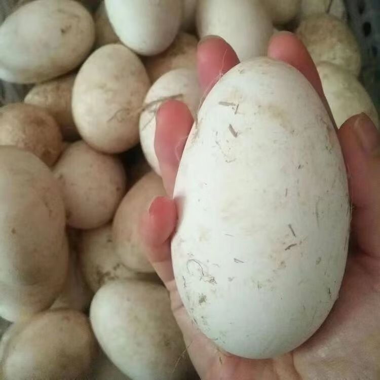 特大双黄咸鸭蛋流油起沙咸鸭蛋咸鹅蛋120克土鹅蛋咸蛋黄 蒙山湖畔土鹅大双黄咸鹅蛋 新品上市拍5枚送5枚【10头】