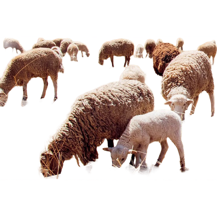 ���ڲ�������ɯ��2025�ﶬ��Ʒ����ë��ů��������޶����޼Ӻ���������غ��޿� 62.91Ԫ(������)