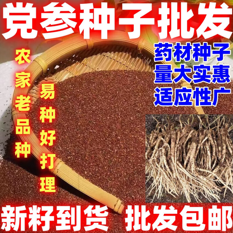 花草林木种子中药材党参种籽党参种子简单易种论斤卖 党参种子【100克】