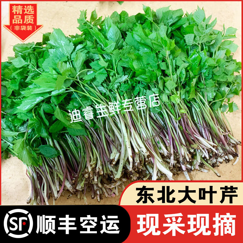 桃西村【顺丰】东北特产新鲜大叶芹山芹菜野芹菜东北野生大叶芹山野菜 250g