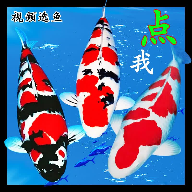 鲤与你龙巅精品锦鲤高端精品进口日本锦鲤活鱼锦鲤鱼观赏鱼活体纯种大鱼风水红白大正 红白  高端精品 高端精品鱼15-20公分