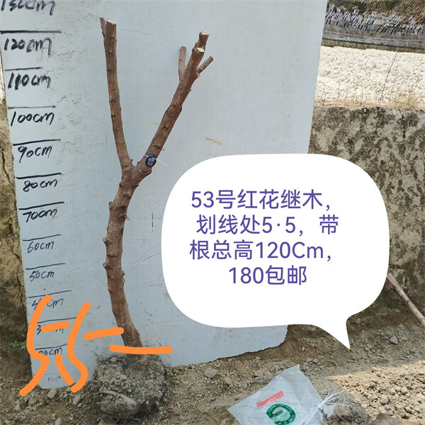 红花继木盆栽红花继木盆景风景树满堂红大树红花檵木老树盆景 53号红花继木