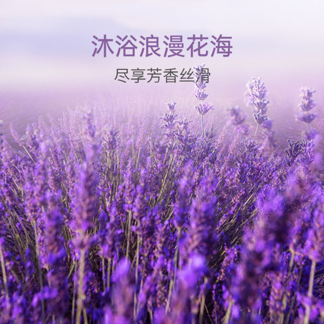 索芙特沐浴露 舒爽洁净持久留香 家庭装大瓶男女通用香氛沐浴乳 薰衣草芳香沐浴露2.008kg+ 8g 5袋