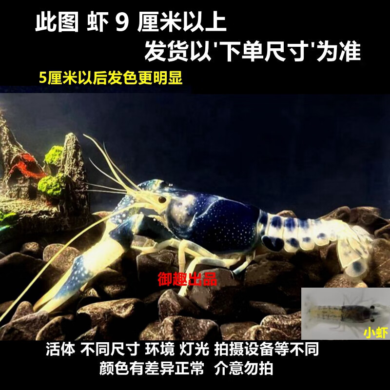 御趣鳌虾观赏虾淡水龙虾宠物鱼缸清洁火山破坏者天空蓝魔虾青花瓷螯虾 青花瓷螯虾 4-4.5cm