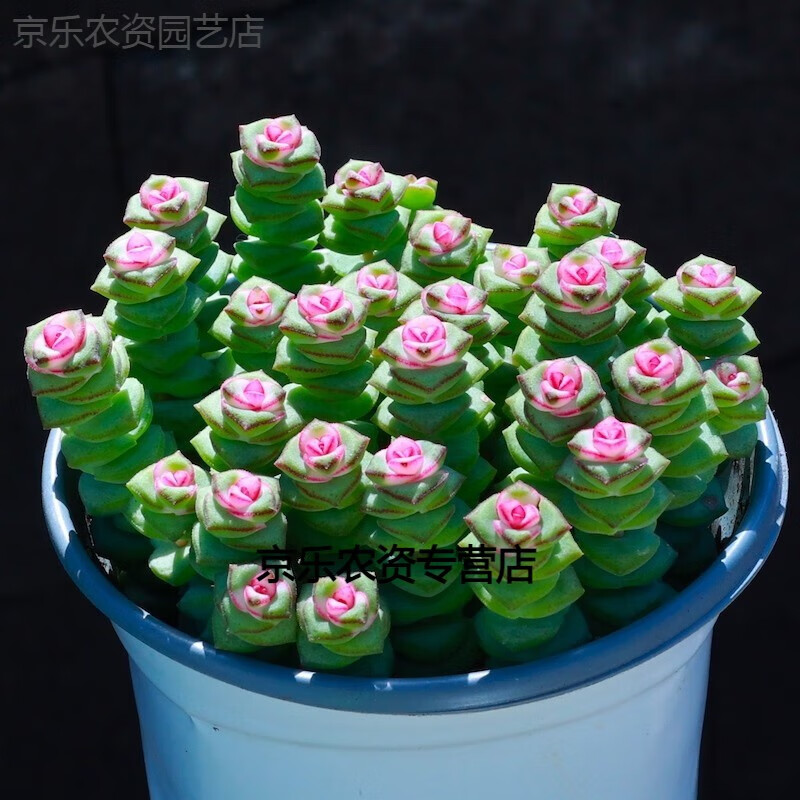懿儱佩橘子球多肉植物組合盆栽長(zhǎng)生草綠植花卉老樁好養(yǎng)陽臺(tái)室內(nèi)肉肉網(wǎng)紅 （彩色）錢串+【塑料 簡(jiǎn)易盆】栽 帶盆栽好