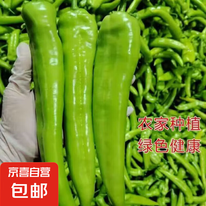 新鲜青尖椒微辣 皮薄辣椒 炒肉辣椒 炒蛋 居家必备下饭菜虎皮尖椒 精选 3斤 含箱
