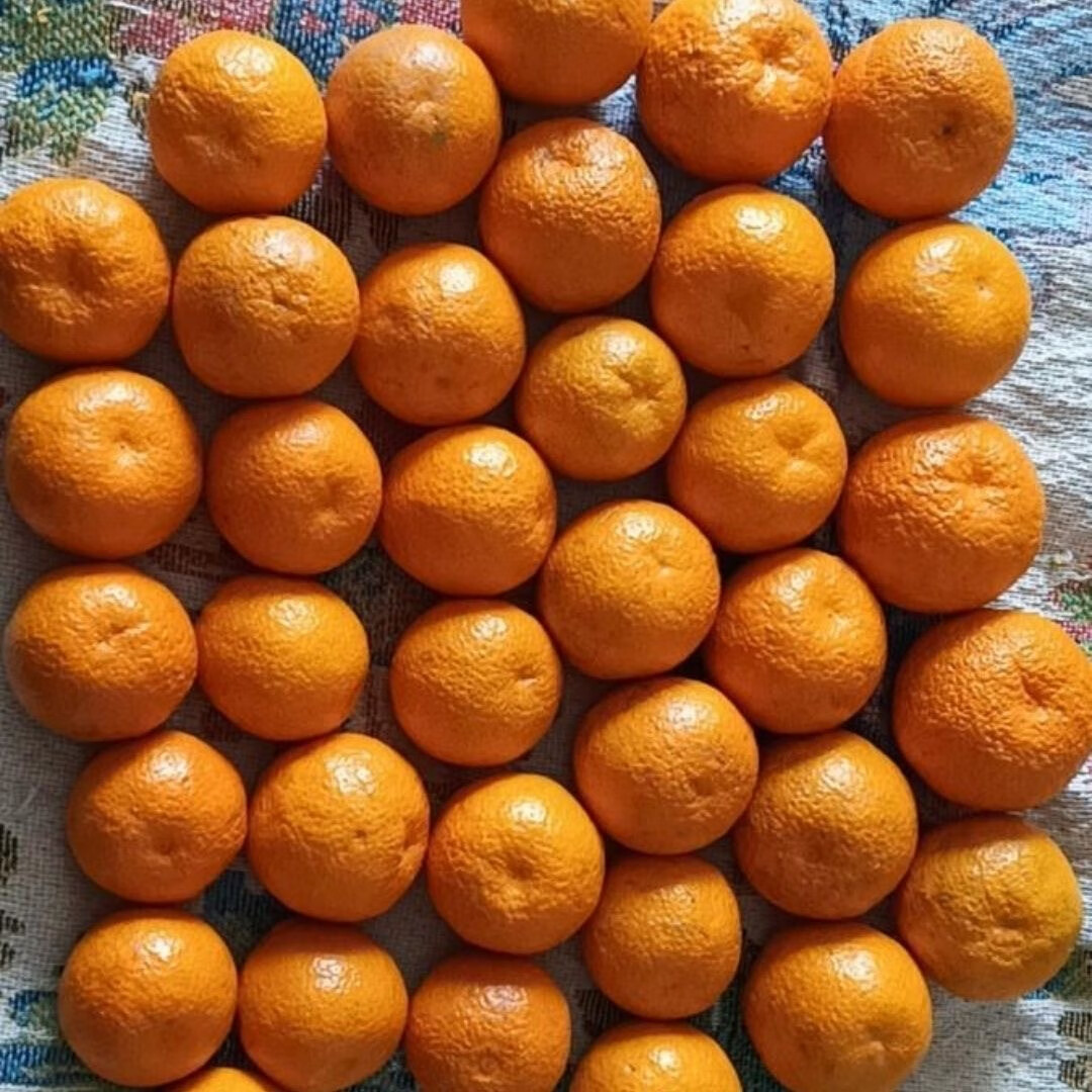 松林美果四川越丑越甜的黄果柑丑橘子新鲜应季孕妇水果 净重8.5斤中大果【黄果柑】