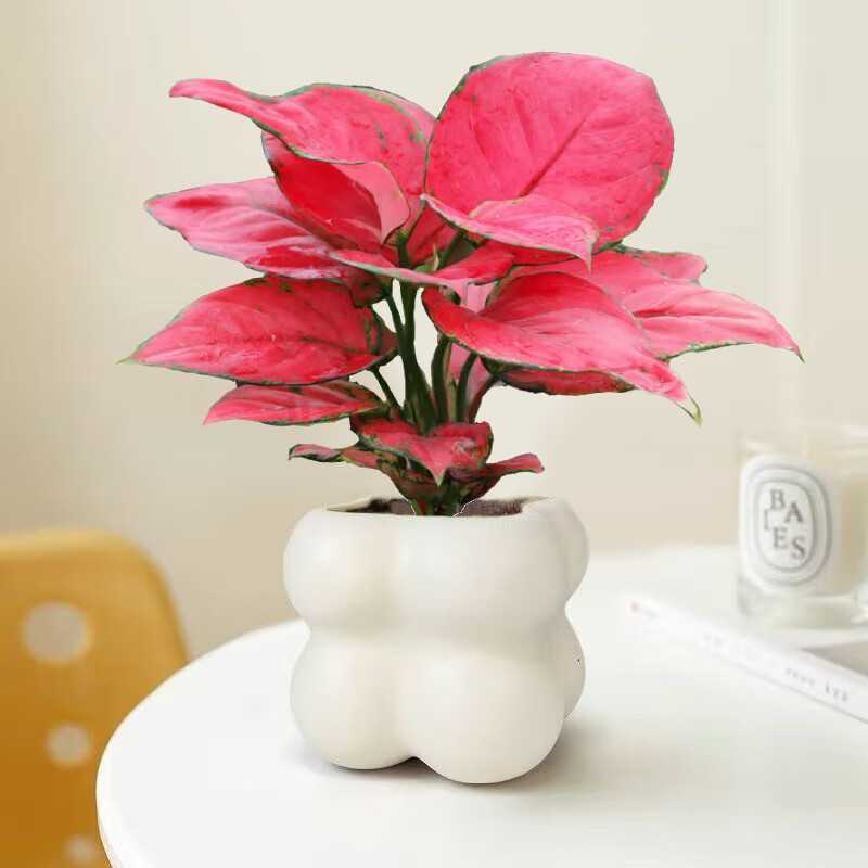 植导引力网红绿植奶油风云朵盆小盆栽室内桌面好养植物多款可选 【吉利红】奶油风云朵盆 多款任选，自由组合