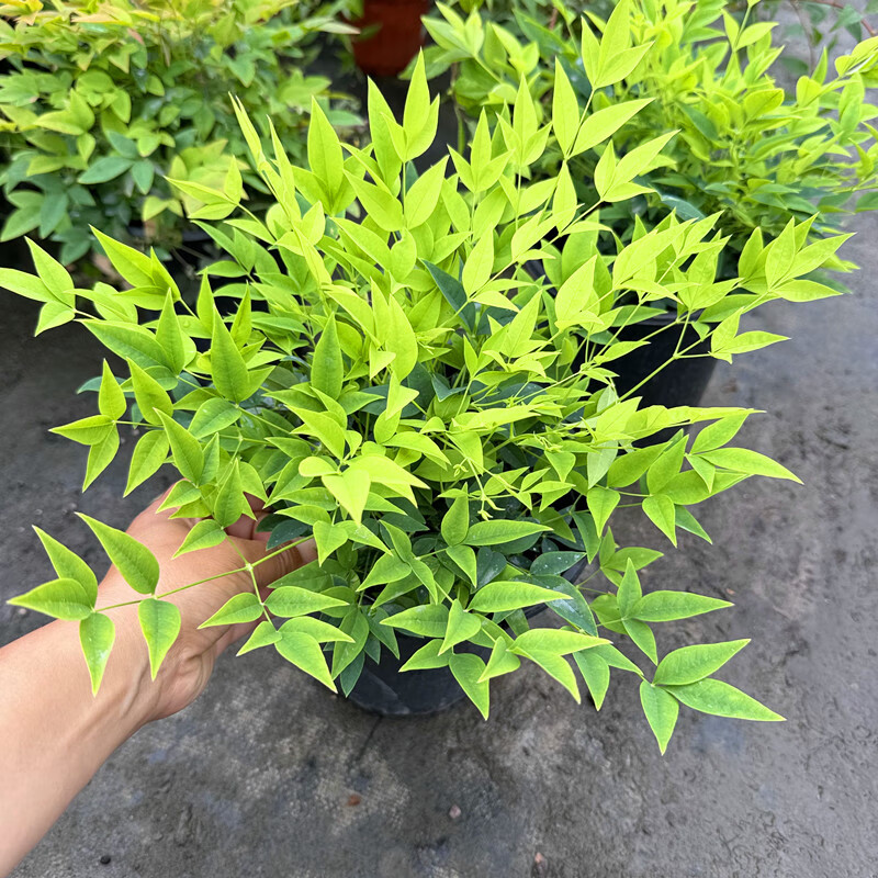 湾流南天竹盆栽 红宝石南天竹 耐寒彩色观叶植物 灌木花镜 柠檬南天竹