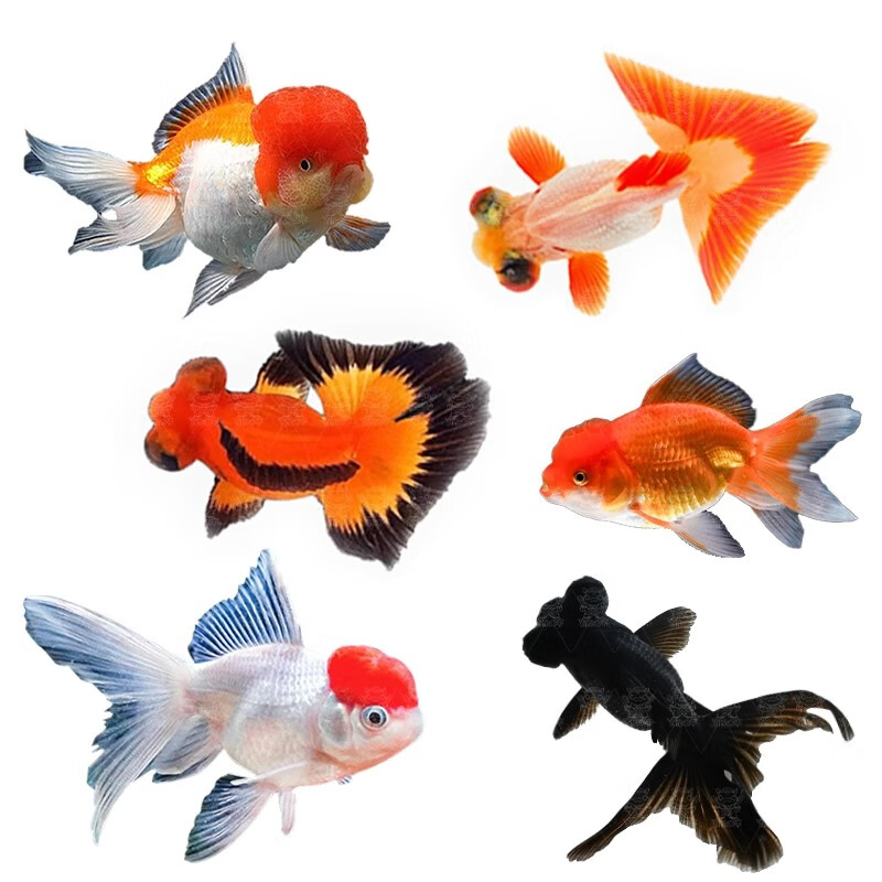 百纶木千金鱼观赏鱼【京东快递】不加温好养活狮子头活体冷水鱼招财鱼 【京东快递 送货上门】3-5cm招财三宝 各2条