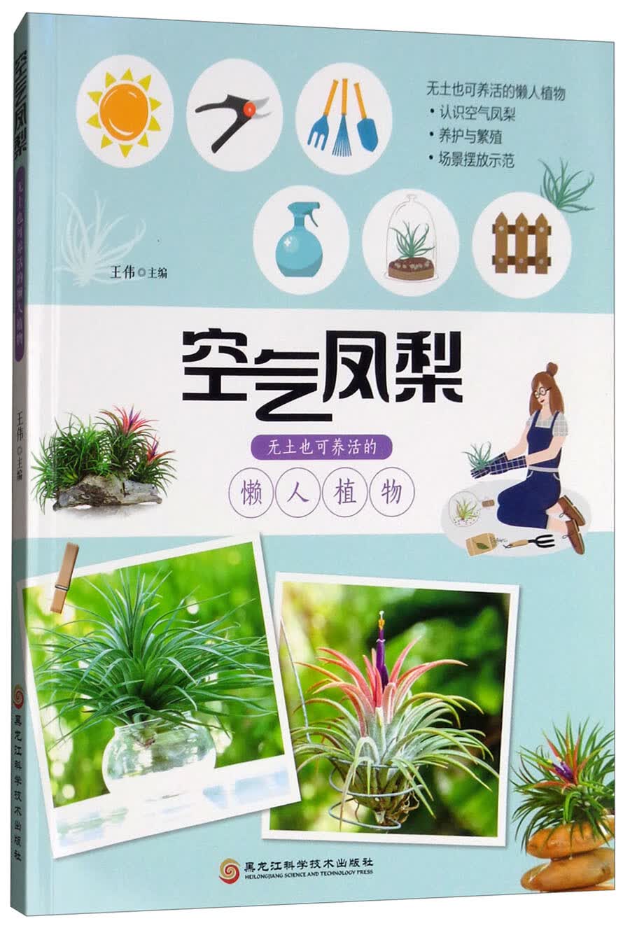 空气凤梨：无土也可养活的懒人植物