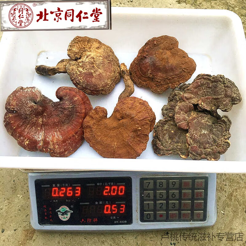北京同仁堂野生靈芝紫靈芝菌干貨整枝泡酒切片煮水泡茶林芝孢子粉赤靈芝 野生靈芝【精選大朵】250g
