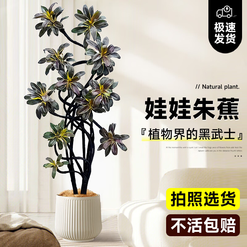 嘆為觀止大型綠植各種大型盆栽發(fā)財(cái)樹(shù)金錢樹(shù)榕樹(shù)流泉楓辦公室內(nèi)盆景好養(yǎng)活 娃娃朱蕉-1.5-1.7m【聚寶盆】