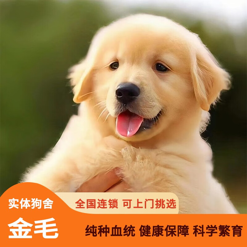 金毛幼犬纯种宠物狗狗活幼体小狗中大型导盲犬 宠物级 金毛下单专用