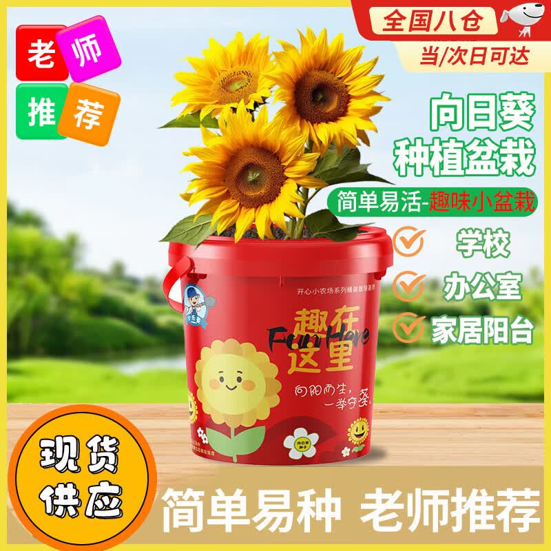 德沃多儿童diy种植小盆栽向日葵种子幼儿园学生种植蔬菜生长观察农场