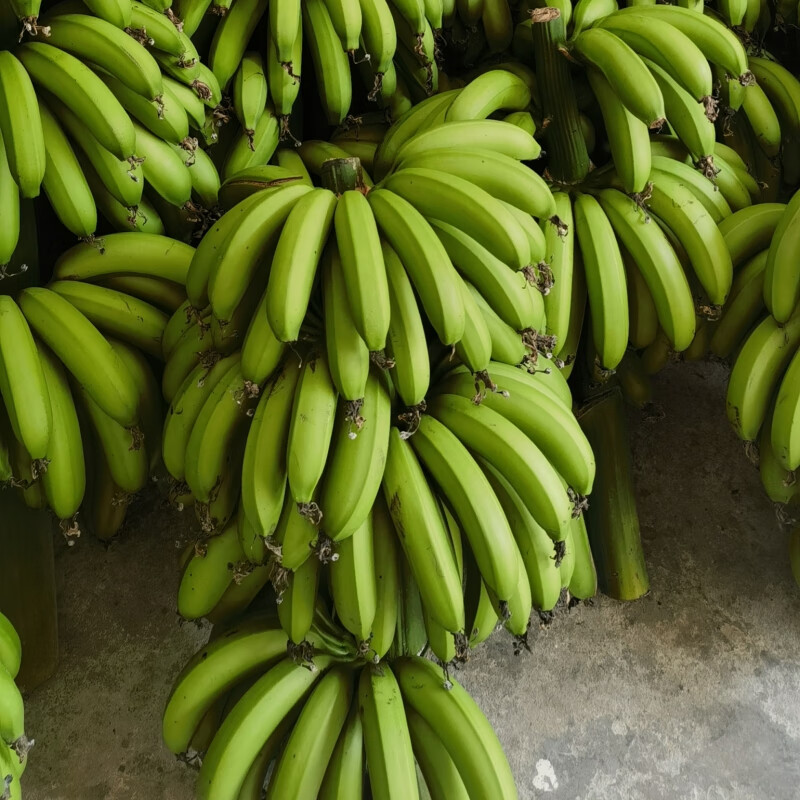 广东高州新鲜香蕉3-9斤自然熟水果原生态小香蕉生蕉发货自行催熟 3斤中大香蕉约7-13根