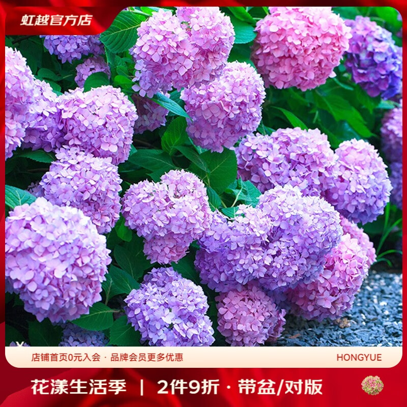 虹越（HONGYUE）绣球花盆栽苗大苗 无尽夏花手鞠阳台花园庭院盆栽绣球花卉 【大花绣球】“无尽夏”2加仑