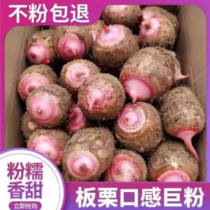 浙江金华新鲜现挖红芽芋头仔红嘴小毛芋头香芋艿软粘粉糯自种蔬菜 5.3斤精选大果【80-150克/个】 京东折扣/优惠券