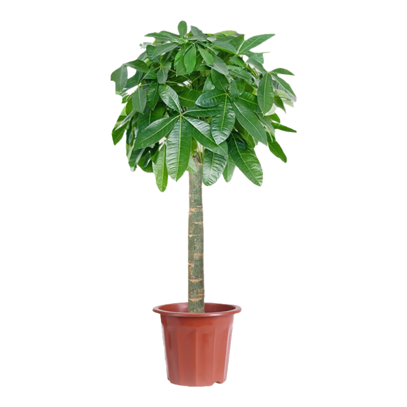 ���ڲ�����������ֲ������������ֲ�칫���ڻ����в�ֲ�����Գ���ȩ0.9-1mԴͷֱ��