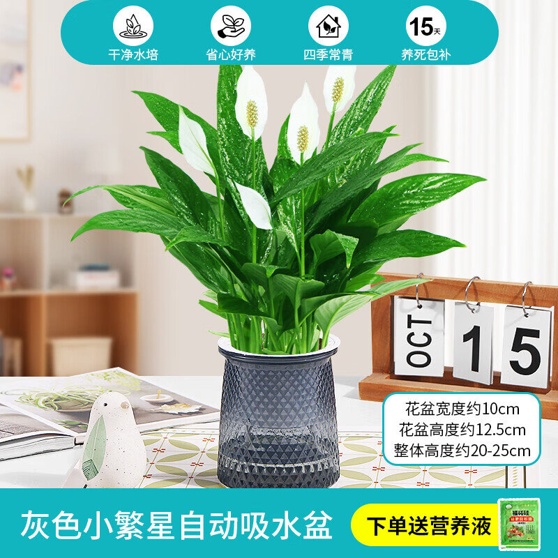 绿有意一帆风顺白掌盆栽室内绿植红掌花卉水培植物四季易活吸除甲醛好养 A级白掌（灰色繁星吸水盆）