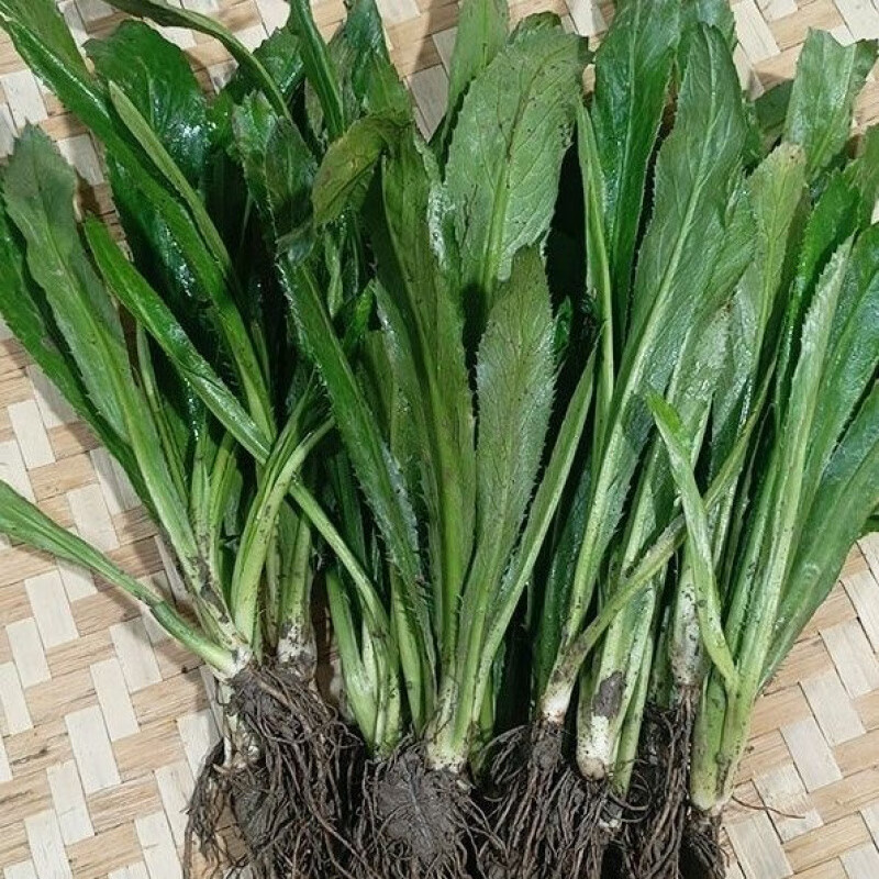 云南老緬芫荽大香菜苗新鮮帶根可種帶泥洋刺芹傣味香料 0g 芫荽(種苗帶根帶泥)/20棵