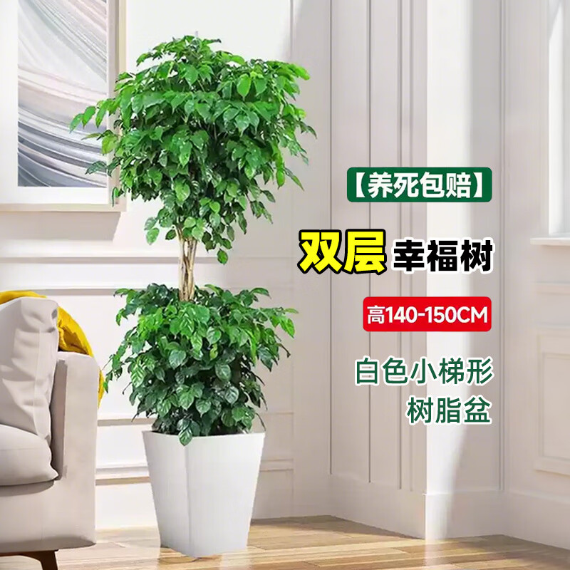 琅阙幸福树盆栽绿植室内客厅放轻松大型落地植物 双层/梯形盆源头直发