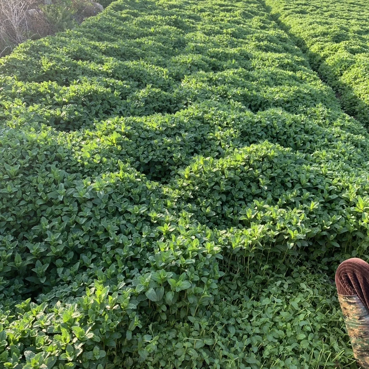 新鲜薄荷叶商用薄荷留兰香调酒奶茶店饮品摆盘 3斤
