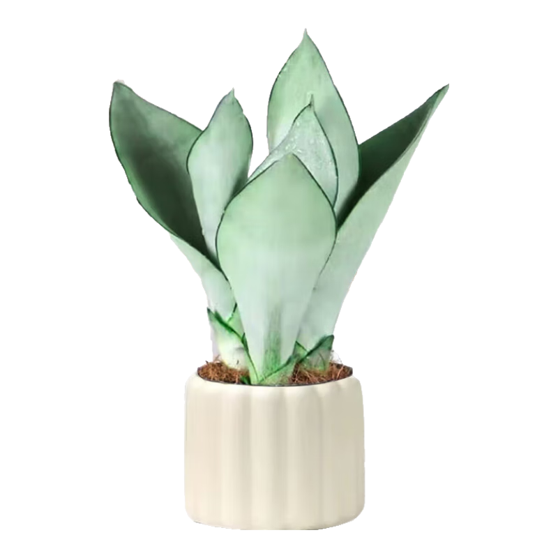 ���ڲ����������ΰ���Ƥ��������ֲ�ﻨ������Ҷ������칫����������Դͷֱ�� 103.68Ԫ��4��(��25.92Ԫ/��)