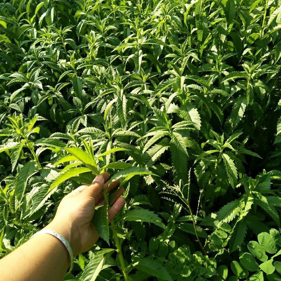 天麻苗地笋天麻苗夫麻苗盆栽地栽中药材种苗优质天麻苗 1棵 不含盆