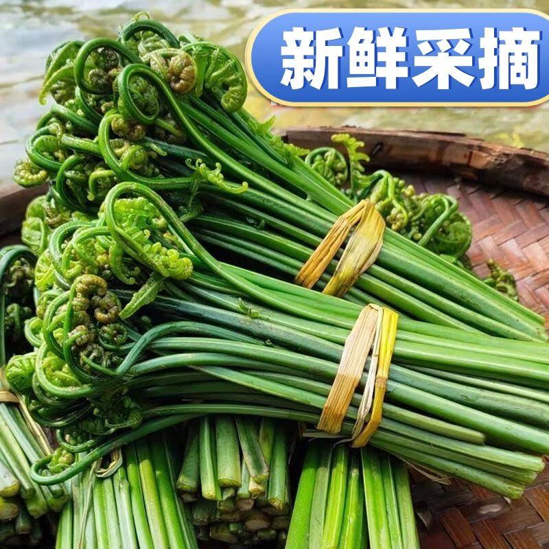 現(xiàn)摘山貨新鮮蕨菜當(dāng)季野生農(nóng)家涼拌蔬菜山野菜貓爪龍爪飯菜野綠色 帶箱3斤