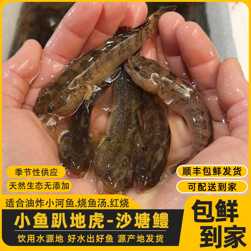 大号沙里趴(活鱼不杀速冻) 1斤