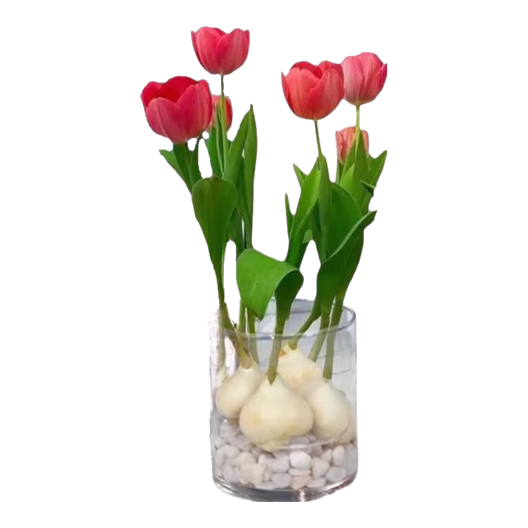 ������������������?ˮ������ļ��������Ի���ֲ����������� 5������+Բ������+ʯ��+Ӫ��Һ 24.8Ԫ